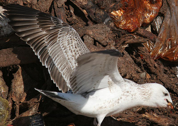 Heuglin's Gull - Larus heuglini