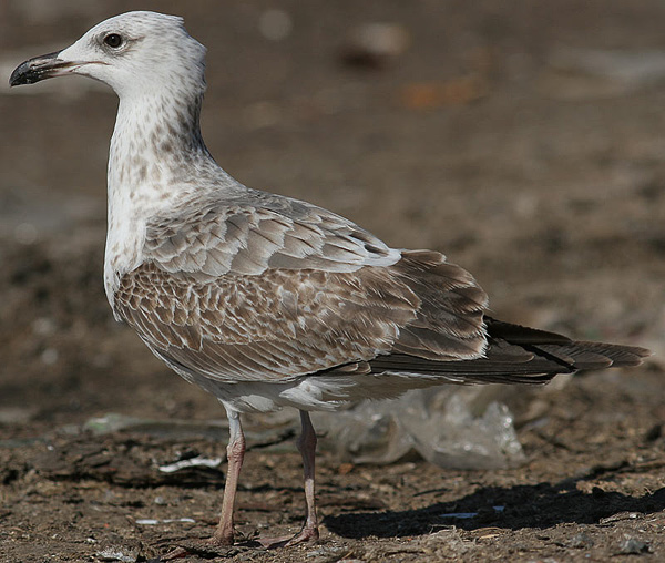 Heuglin's Gull - Larus heuglini
