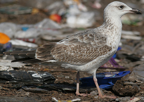 Heuglin's Gull - Larus heuglini