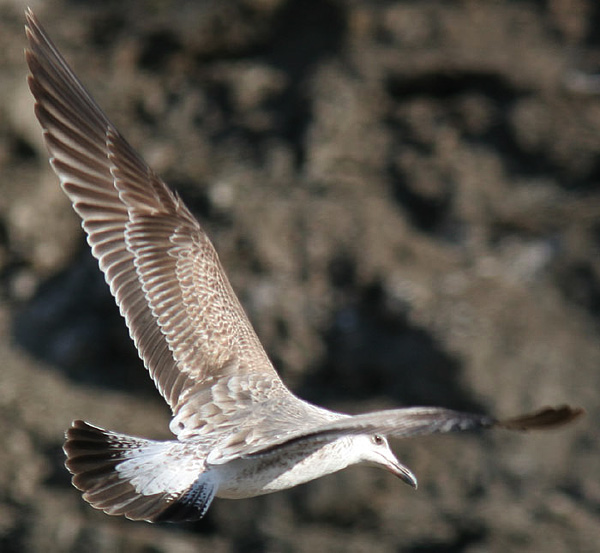 Heuglin's Gull - Larus heuglini