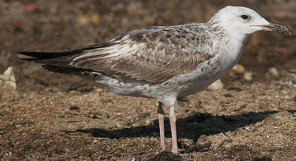 Heuglin's Gull - Larus heuglini