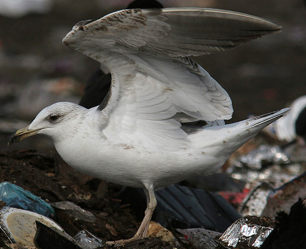 Heuglin's Gull - Larus heuglini
