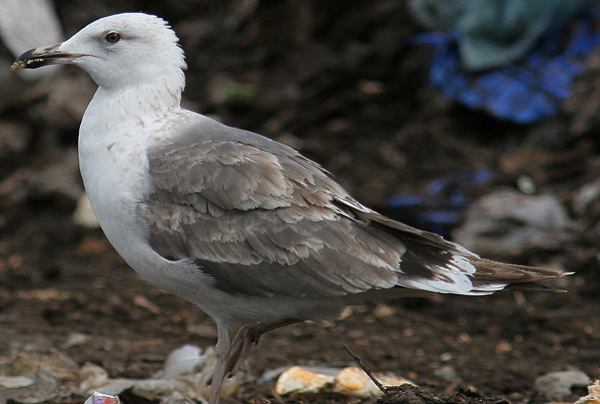 Heuglin's Gull - Larus heuglini