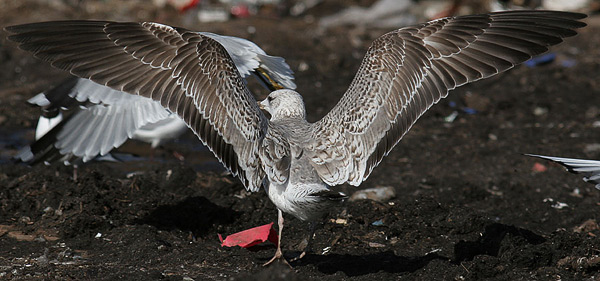 Heuglin's Gull - Larus heuglini