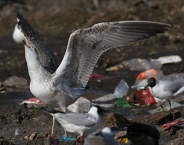 Heuglin's Gull - Larus heuglini
