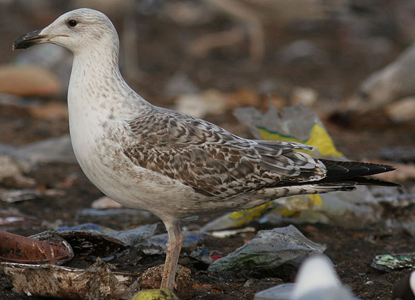 Heuglin's Gull - Larus heuglini
