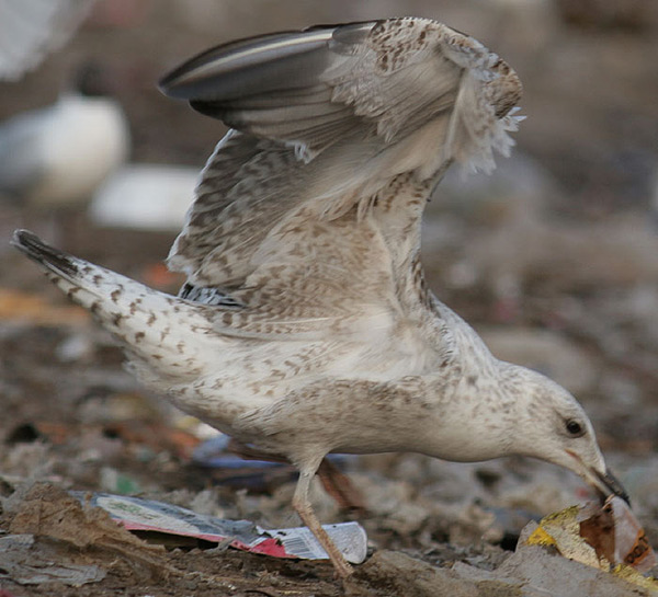 Heuglin's Gull - Larus heuglini