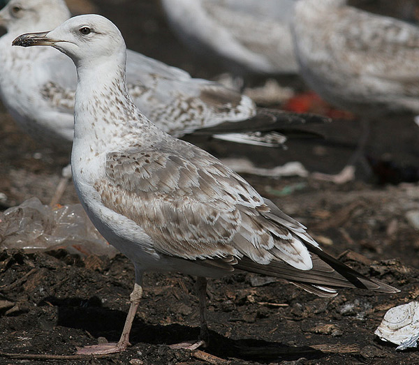 Heuglin's Gull - Larus heuglini