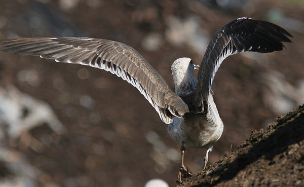 Heuglin's Gull - Larus heuglini