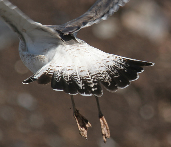 Heuglin's Gull - Larus heuglini