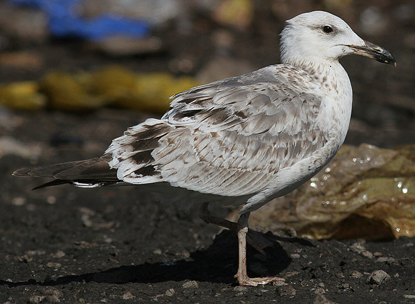 Heuglin's Gull - Larus heuglini