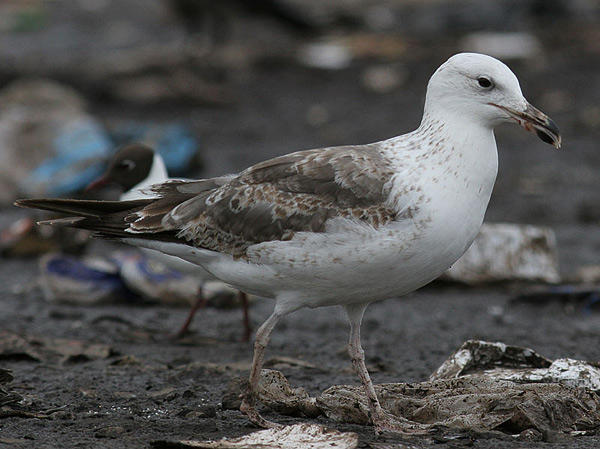 Heuglin's Gull - Larus heuglini