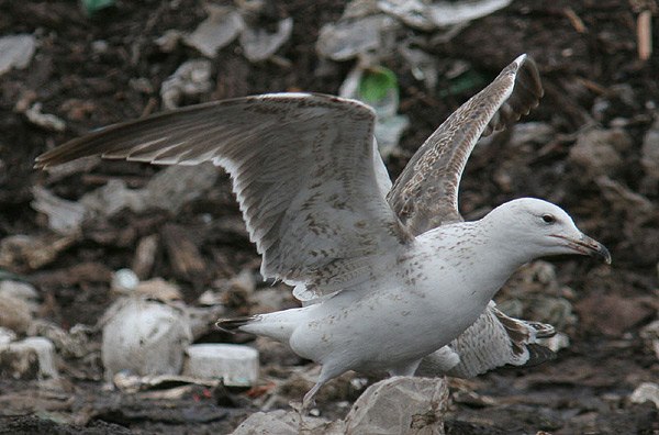 Heuglin's Gull - Larus heuglini