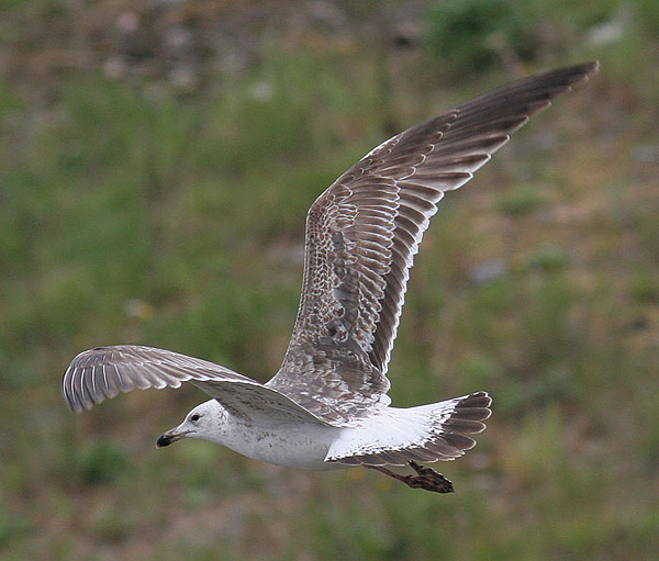 Heuglin's Gull - Larus heuglini
