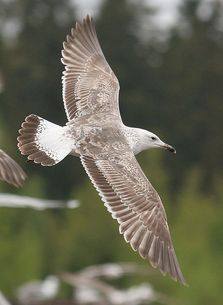 Heuglin's Gull - Larus heuglini