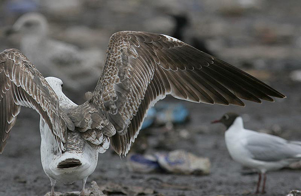 Heuglin's Gull - Larus heuglini