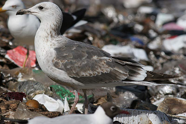 Heuglin's Gull - Larus heuglini