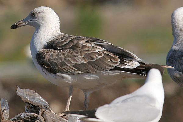 Heuglin's Gull - Larus heuglini