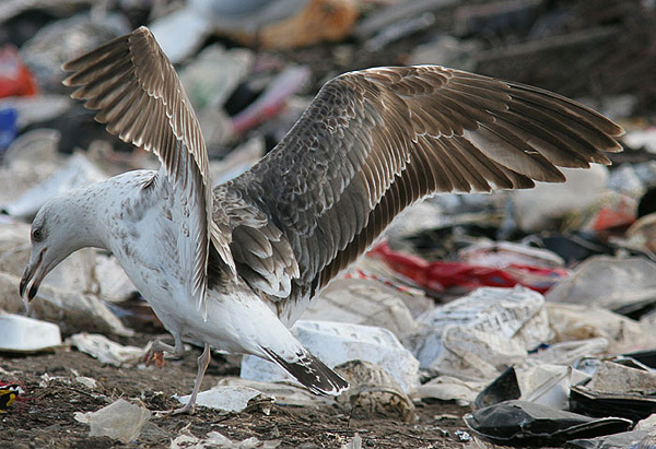 Heuglin's Gull - Larus heuglini