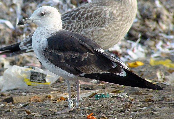 Baltic Gull - Larus fuscus fuscus