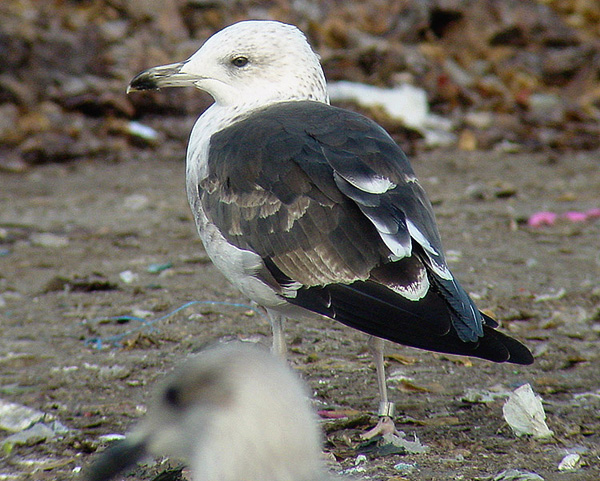 Baltic Gull - Larus fuscus fuscus