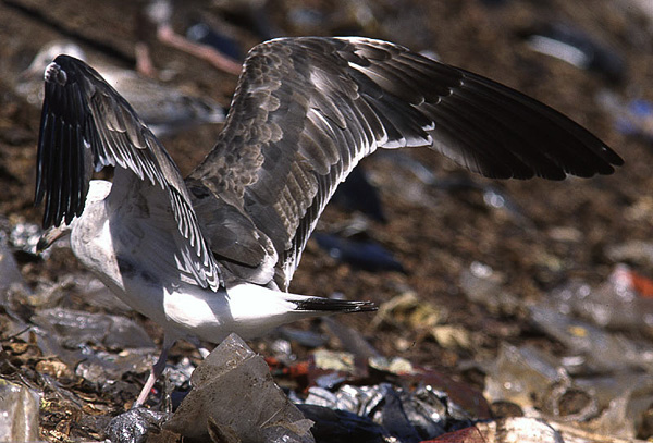 Baltic Gull - Larus fuscus fuscus