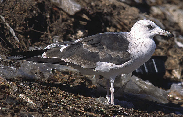 Baltic Gull - Larus fuscus fuscus