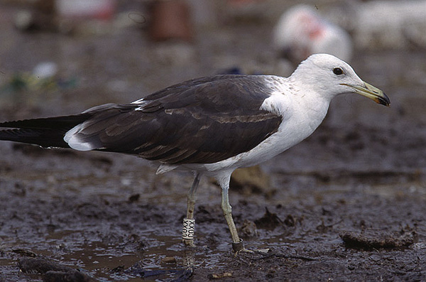 Baltic Gull - Larus fuscus fuscus
