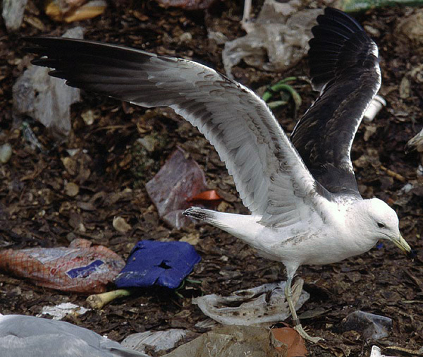 Baltic Gull - Larus fuscus fuscus