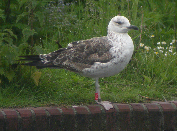 Baltic Gull - Larus fuscus fuscus