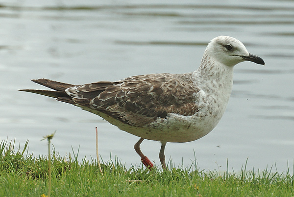Baltic Gull - Larus fuscus fuscus