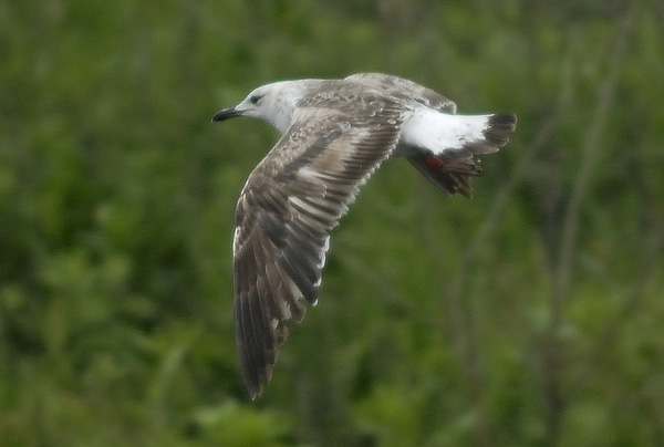 Baltic Gull - Larus fuscus fuscus