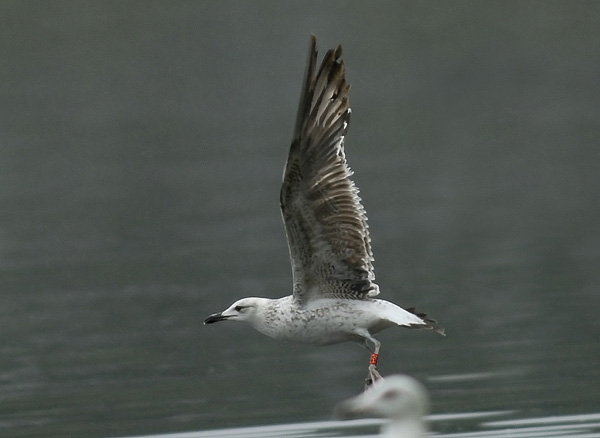 Baltic Gull - Larus fuscus fuscus