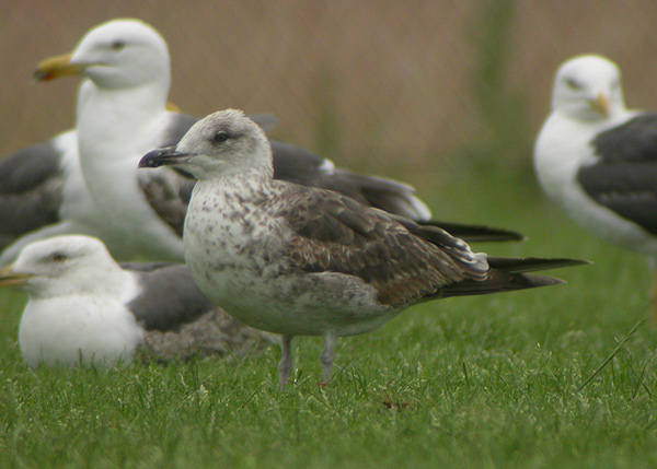 Baltic Gull - Larus fuscus fuscus
