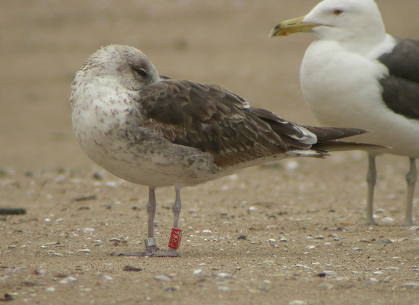 Baltic Gull - Larus fuscus fuscus