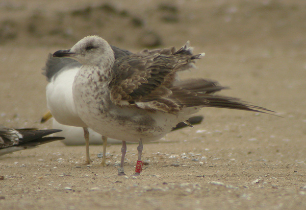 Baltic Gull - Larus fuscus fuscus
