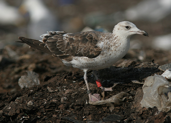 Baltic Gull - Larus fuscus fuscus
