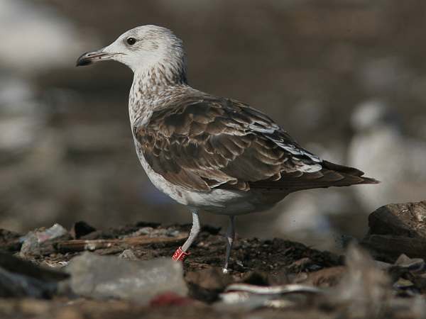 Baltic Gull - Larus fuscus fuscus