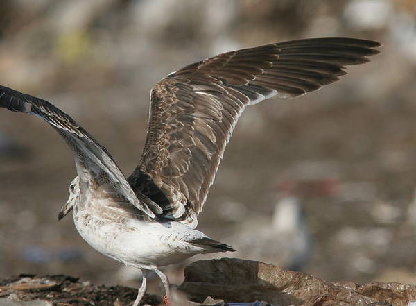 Baltic Gull - Larus fuscus fuscus