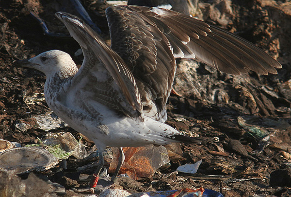Baltic Gull - Larus fuscus fuscus