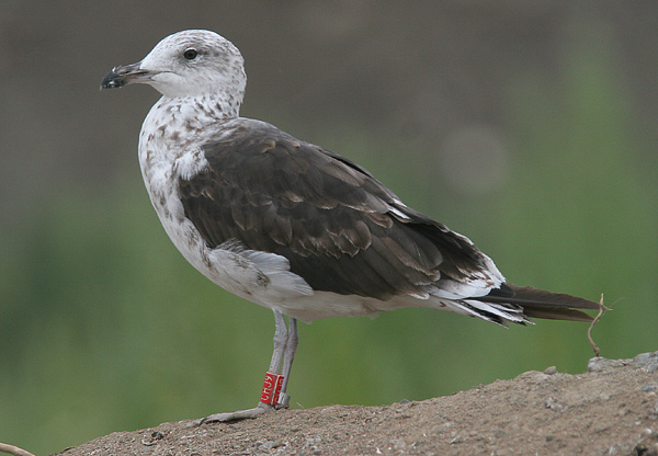Baltic Gull - Larus fuscus fuscus