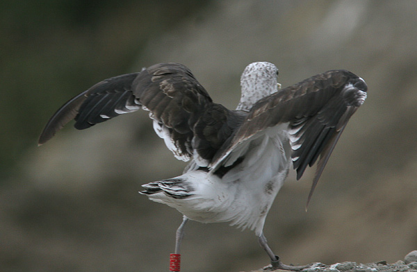 Baltic Gull - Larus fuscus fuscus