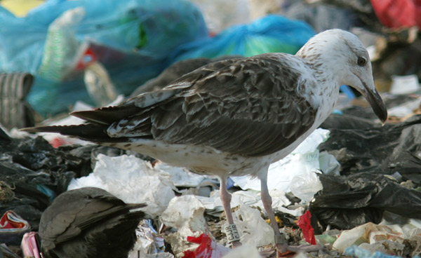 Baltic Gull - Larus fuscus fuscus