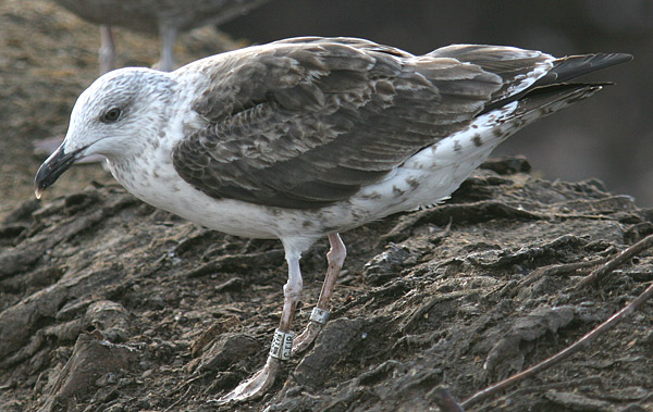 Baltic Gull - Larus fuscus fuscus