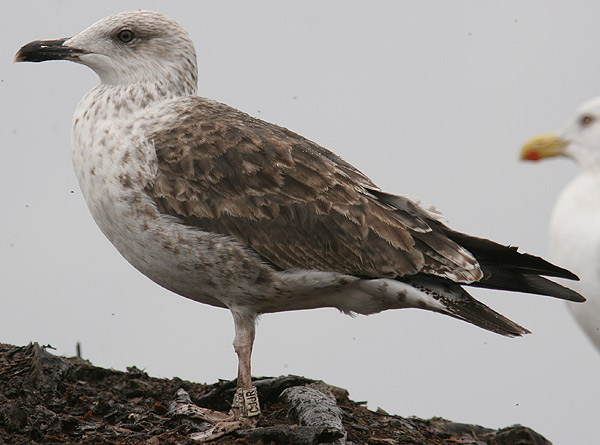 Baltic Gull - Larus fuscus fuscus