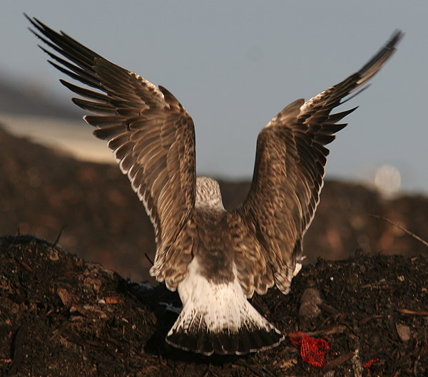 Baltic Gull - Larus fuscus fuscus