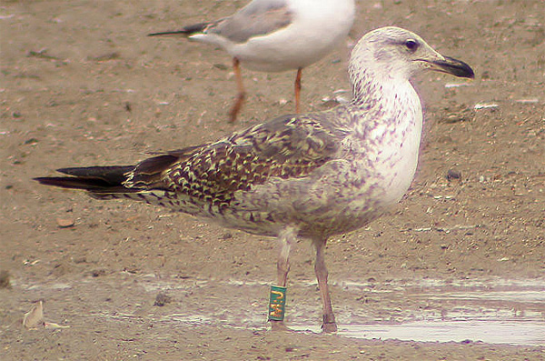 Lesser Black-backed Gull - Larus fuscus graellsii