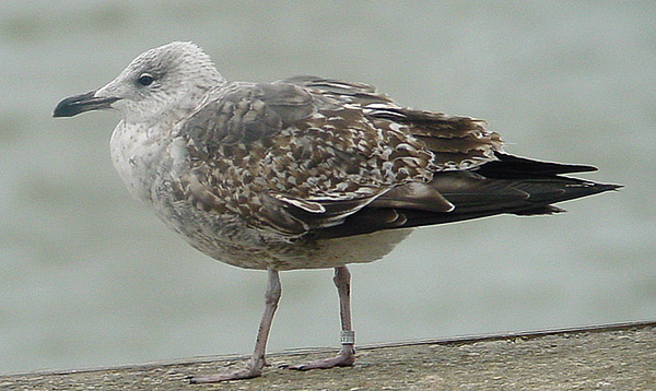 Lesser Black-backed Gull - Larus fuscus graellsii