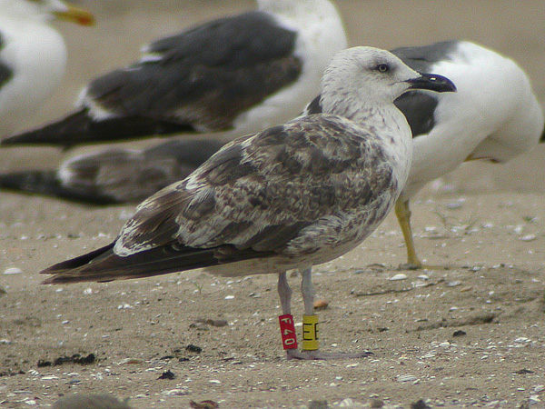 Lesser Black-backed Gull - Larus fuscus graellsii