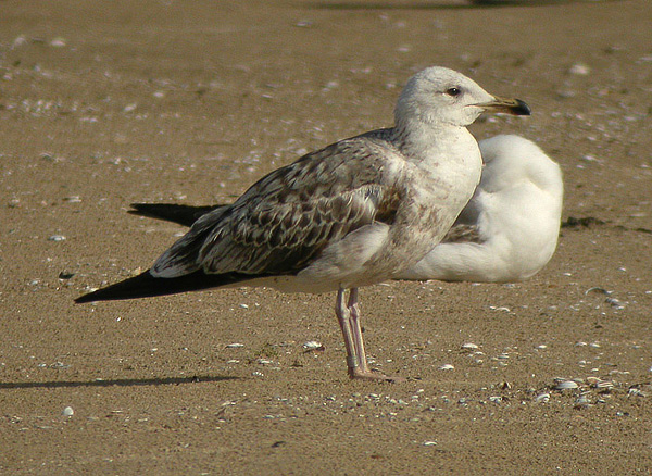 Lesser Black-backed Gull - Larus fuscus graellsii